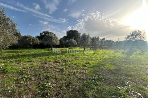 Helårsgrund i Tomar, Santarem, Tomar - € 34.000 | Ref: 01338-24 - foto 21