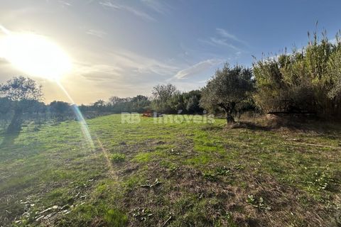 Helårsgrund i Tomar, Santarem, Tomar - € 34.000 | Ref: 01338-24 - foto 23