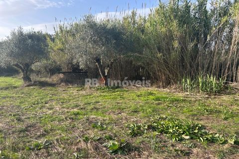 Helårsgrund i Tomar, Santarem, Tomar - € 34.000 | Ref: 01338-24 - foto 25
