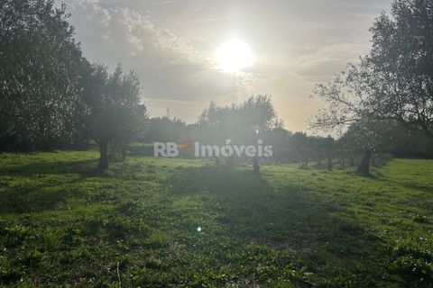 Helårsgrund i Tomar, Santarem, Tomar - € 34.000 | Ref: 01338-24 - foto 26