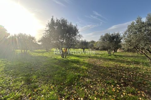 Helårsgrund i Tomar, Santarem, Tomar - € 34.000 | Ref: 01338-24 - foto 1