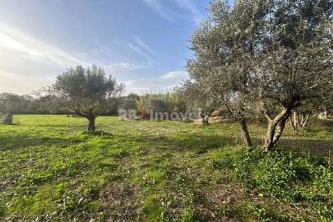 Helårsgrund i Tomar, Santarem, Tomar - € 34.000 | Ref: 01338-24 - foto 27