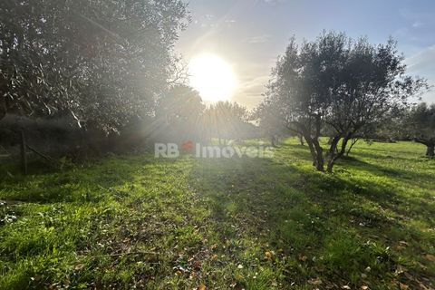 Helårsgrund i Tomar, Santarem, Tomar - € 34.000 | Ref: 01338-24 - foto 28