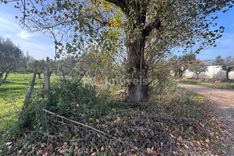 Helårsgrund i Tomar, Santarem, Tomar - € 34.000 | Ref: 01338-24 - foto 30