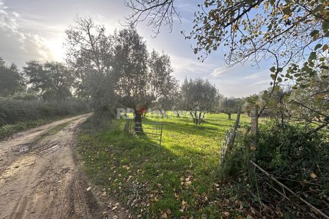 Helårsgrund i Tomar, Santarem, Tomar - € 34.000 | Ref: 01338-24 - foto 31