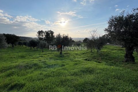 Helårsgrund i Tomar, Santarem, Tomar - € 104.920 | Ref: 01336-24 - foto 3