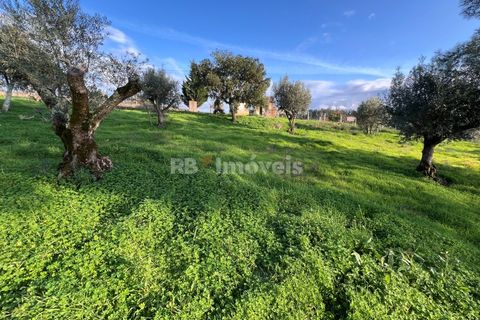 Helårsgrund i Tomar, Santarem, Tomar - € 104.920 | Ref: 01336-24 - foto 15