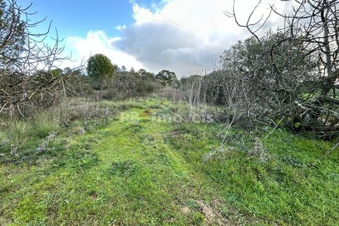 Helårsgrund i Tomar, Santarem, Tomar - € 8.000 | Ref: 01217-24 - foto 5