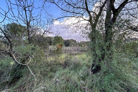 Helårsgrund i Tomar, Santarem, Tomar - € 8.000 | Ref: 01217-24 - foto 9