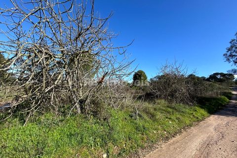Helårsgrund i Tomar, Santarem, Tomar - € 8.000 | Ref: 01217-24 - foto 14