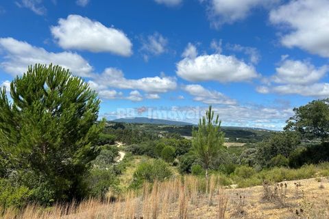 Helårsgrund i Tomar, Santarem, Tomar - € 8.000 | Ref: 01217-24 - foto 15