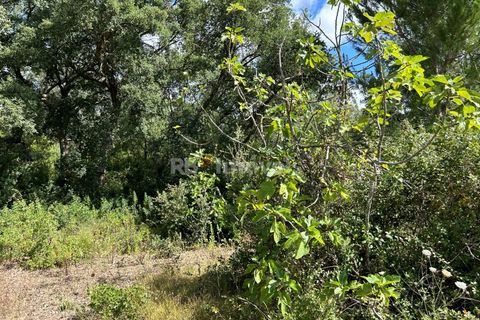 Helårsgrund i Tomar, Santarem, Tomar - € 8.000 | Ref: 01217-24 - foto 30