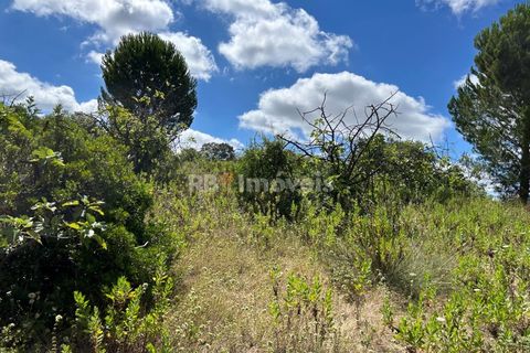 Helårsgrund i Tomar, Santarem, Tomar - € 8.000 | Ref: 01217-24 - foto 32