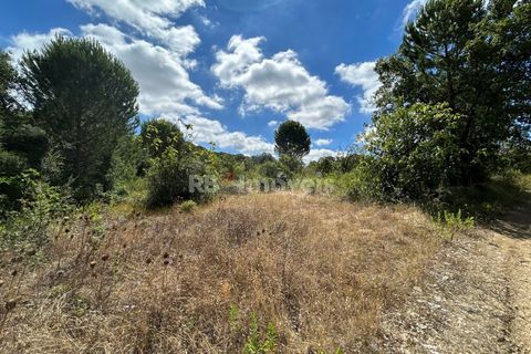Helårsgrund i Tomar, Santarem, Tomar - € 8.000 | Ref: 01217-24 - foto 35