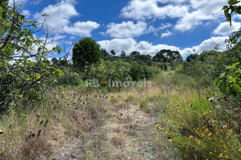 Helårsgrund i Tomar, Santarem, Tomar - € 8.000 | Ref: 01217-24 - foto 41
