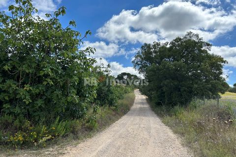 Helårsgrund i Tomar, Santarem, Tomar - € 8.000 | Ref: 01217-24 - foto 43