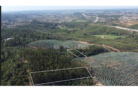 Helårsgrund i Tomar, Santarem, Tomar - € 36.000 | Ref: 01271-24 - foto 1