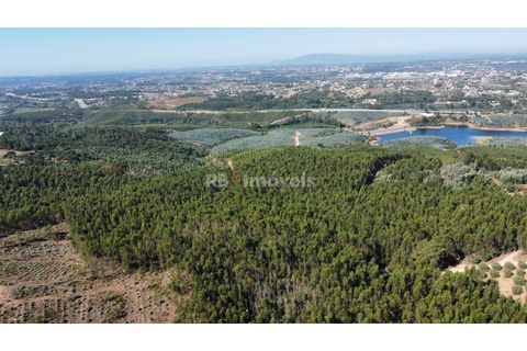 Helårsgrund i Tomar, Santarem, Tomar - € 36.000 | Ref: 01271-24 - foto 2