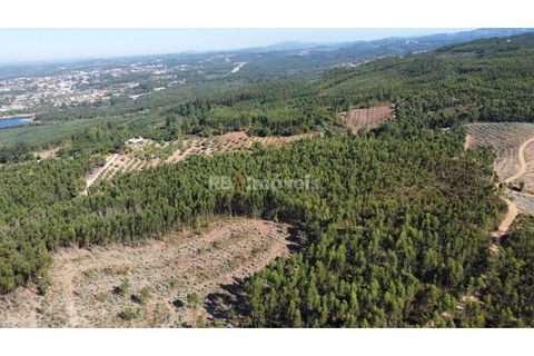 Helårsgrund i Tomar, Santarem, Tomar - € 36.000 | Ref: 01271-24 - foto 5