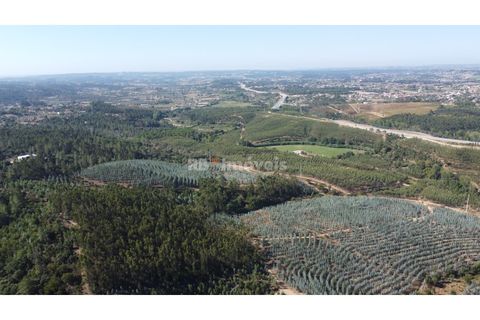Helårsgrund i Tomar, Santarem, Tomar - € 36.000 | Ref: 01271-24 - foto 6