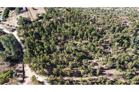 Helårsgrund i Tomar, Santarem, Tomar - € 36.000 | Ref: 01271-24 - foto 3