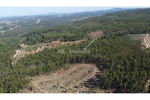 Helårsgrund i Tomar, Santarem, Tomar - € 36.000 | Ref: 01271-24 - foto 7