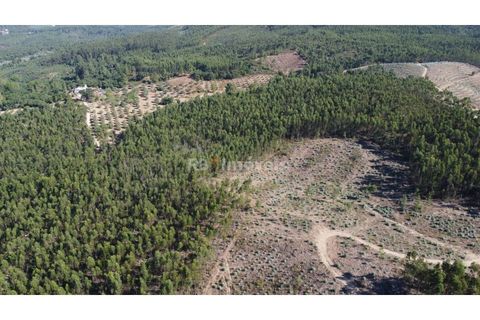 Helårsgrund i Tomar, Santarem, Tomar - € 36.000 | Ref: 01271-24 - foto 8