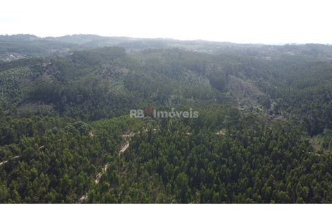 Helårsgrund i Tomar, Santarem, Tomar - € 30.000 | Ref: 01272-24 - foto 8