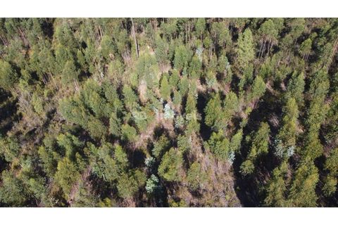 Helårsgrund i Tomar, Santarem, Tomar - € 30.000 | Ref: 01272-24 - foto 1