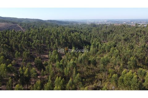 Helårsgrund i Tomar, Santarem, Tomar - € 30.000 | Ref: 01272-24 - foto 6