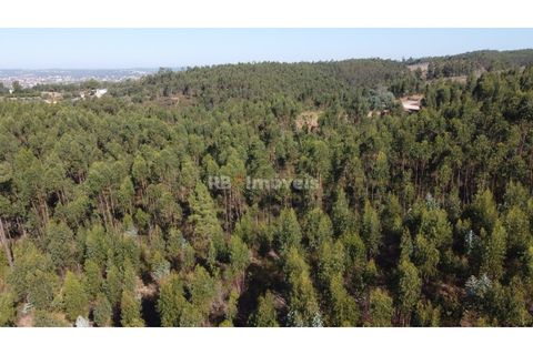 Helårsgrund i Tomar, Santarem, Tomar - € 30.000 | Ref: 01272-24 - foto 2
