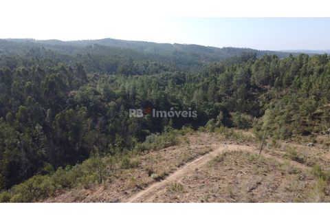 Helårsgrund i Tomar, Santarem, Tomar - € 30.000 | Ref: 01272-24 - foto 9