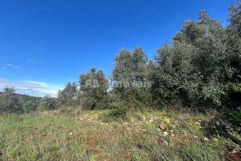 Helårsgrund i Tomar, Santarem, Tomar - € 25.000 | Ref: 01331-24 - foto 2