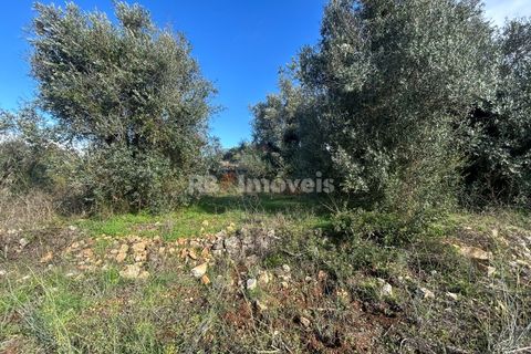 Helårsgrund i Tomar, Santarem, Tomar - € 25.000 | Ref: 01331-24 - foto 16