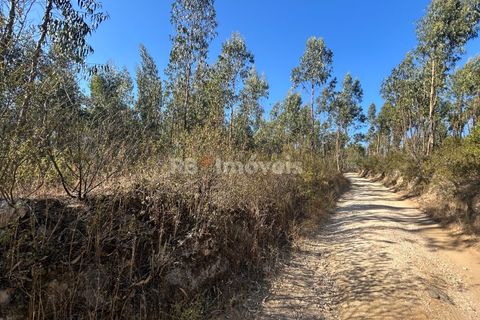 Helårsgrund i Tomar, Santarem, Tomar - € 9.900 | Ref: 01227-24 - foto 1