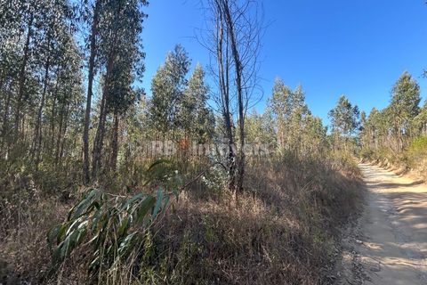 Helårsgrund i Tomar, Santarem, Tomar - € 9.900 | Ref: 01227-24 - foto 4