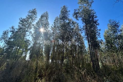 Helårsgrund i Tomar, Santarem, Tomar - € 9.900 | Ref: 01227-24 - foto 3