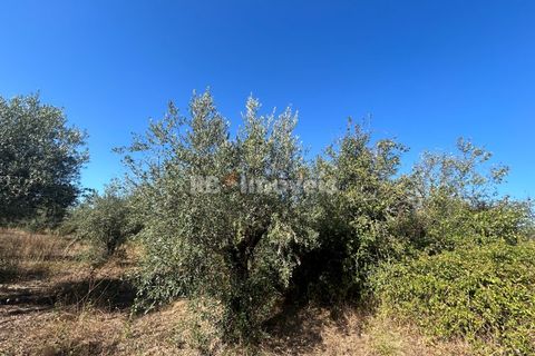 Helårsgrund i Tomar, Santarem, Tomar - € 9.900 | Ref: 01227-24 - foto 5