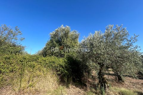 Helårsgrund i Tomar, Santarem, Tomar - € 9.900 | Ref: 01227-24 - foto 6