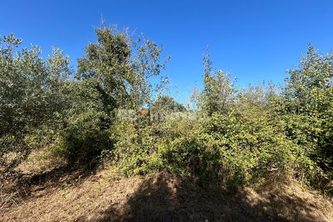 Helårsgrund i Tomar, Santarem, Tomar - € 9.900 | Ref: 01227-24 - foto 7