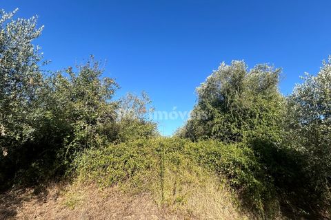 Helårsgrund i Tomar, Santarem, Tomar - € 9.900 | Ref: 01227-24 - foto 8