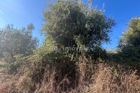Helårsgrund i Tomar, Santarem, Tomar - € 9.900 | Ref: 01227-24 - foto 10