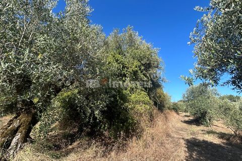 Helårsgrund i Tomar, Santarem, Tomar - € 9.900 | Ref: 01227-24 - foto 11