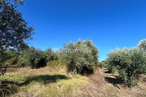 Helårsgrund i Tomar, Santarem, Tomar - € 9.900 | Ref: 01227-24 - foto 12