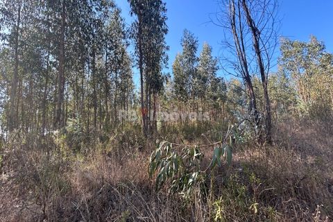 Helårsgrund i Tomar, Santarem, Tomar - € 9.900 | Ref: 01227-24 - foto 13