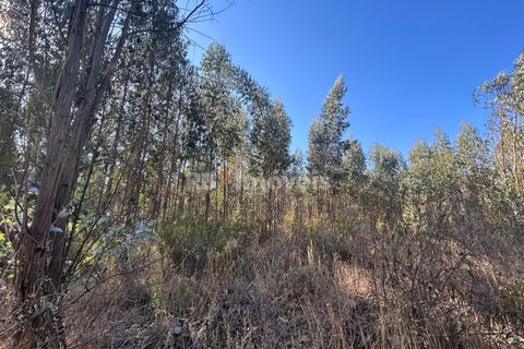 Helårsgrund i Tomar, Santarem, Tomar - € 9.900 | Ref: 01227-24 - foto 14