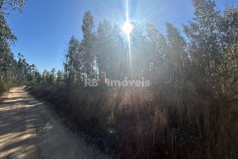 Helårsgrund i Tomar, Santarem, Tomar - € 9.900 | Ref: 01227-24 - foto 16