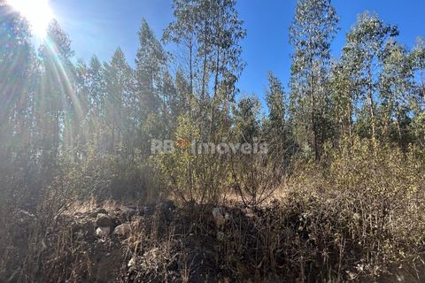 Helårsgrund i Tomar, Santarem, Tomar - € 9.900 | Ref: 01227-24 - foto 17