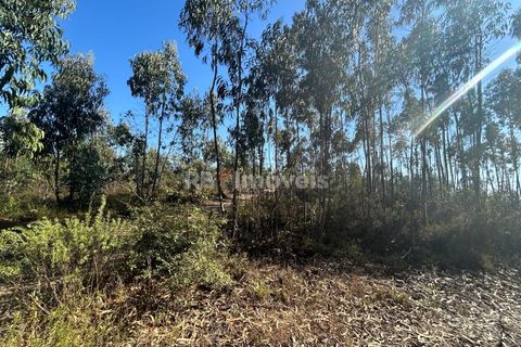 Helårsgrund i Tomar, Santarem, Tomar - € 9.900 | Ref: 01227-24 - foto 18