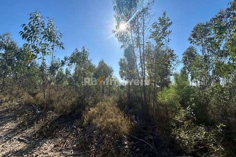 Helårsgrund i Tomar, Santarem, Tomar - € 9.900 | Ref: 01227-24 - foto 22